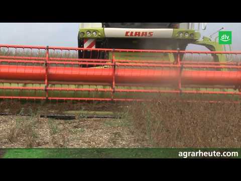 Video: Wie sehen Sojabohnen bei der Ernte aus?