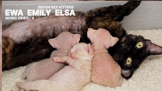 Sleeping Kittens Devon Rex Ewa, Emily, Elsa and their mother cat Stormi. Relaxing Music  5