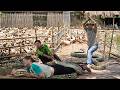 72 Hours TRAPPED Giant Python Attacks Woman On Duck Farm Desperate Rescue In Rural Vietnam mp3