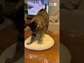 Kneading Bread Like a Pro🍞🍞🍞 #catsoftiktok #cute #viral #fyp #cat