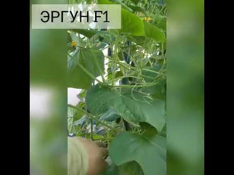Огурец Эргун ( Ergyn) F1 - YouTube