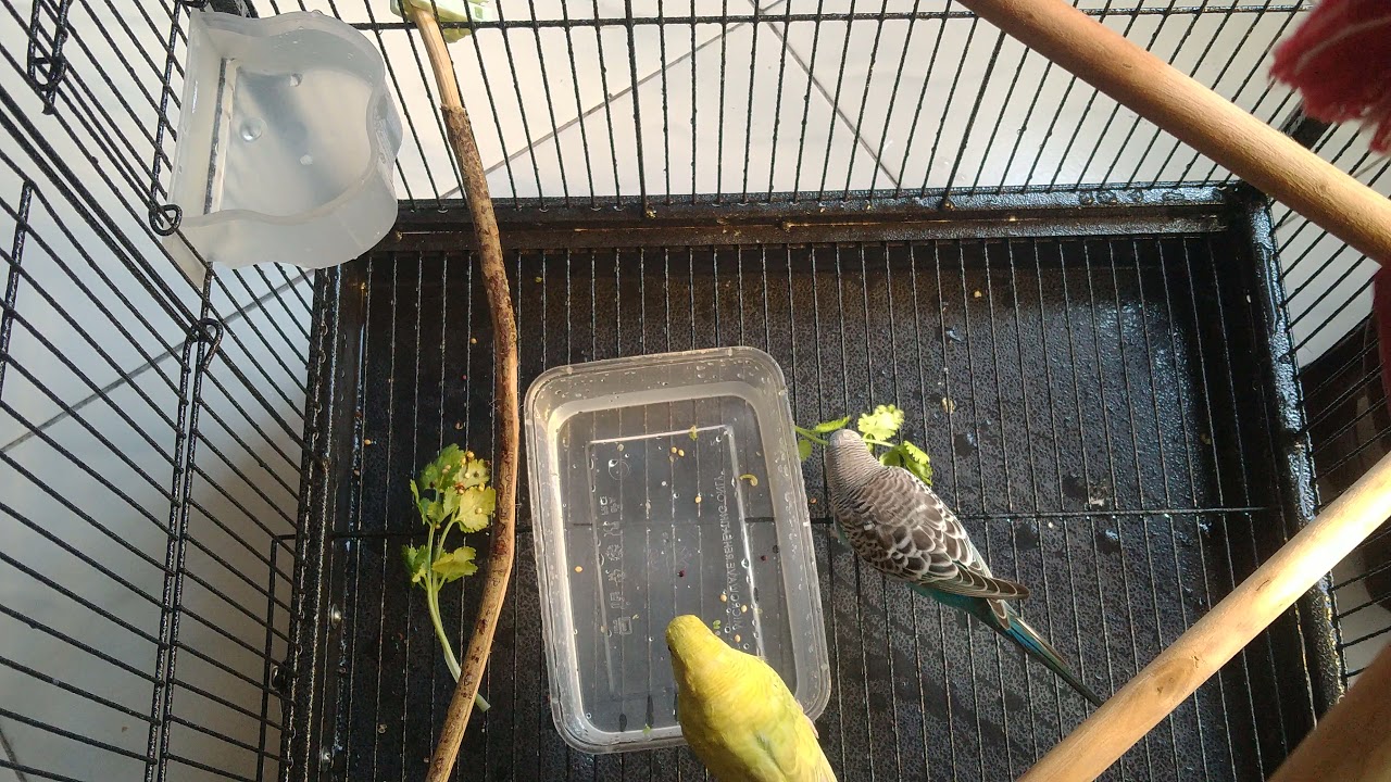 Budgies birds eating coriander leaves YouTube