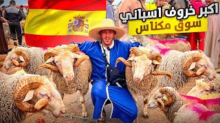 اليوم من سوق أربعاء مكناس مع أثمنة حولي عيد الأضحى  و الخروف مستورد من إسبانيابتاريخ 15/05/2024