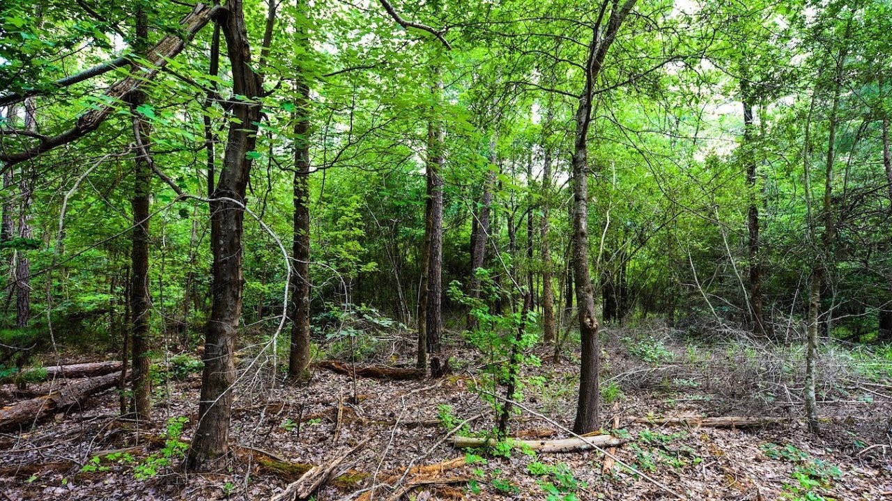 3.27 Acres For Sale in Houston County, TX YouTube