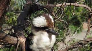 Kookaburra