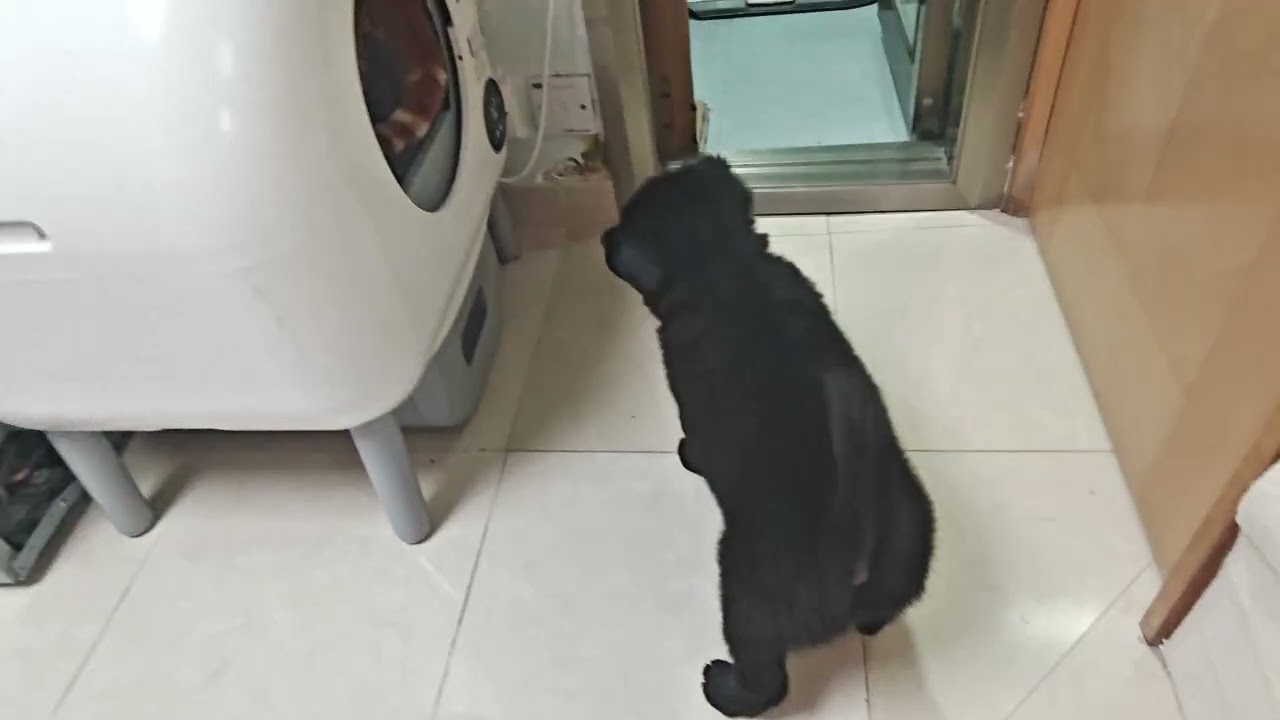 2025-06-28_3 Mimi Momo & BearBear 成長每一天