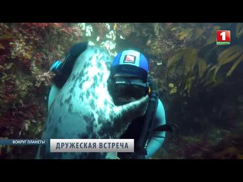 Как подружились морской котик и дайвер. Вокруг планеты