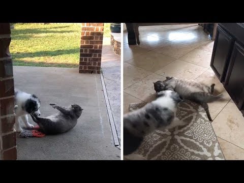 Video: Prečo veterinári si nemyslím, že tučné mačky sú vtipné