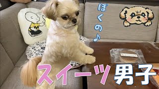 スイーツ男子！ホットケーキが好きな犬 - Dog Pancake - チワワ×シーズー