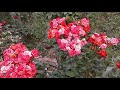 Питомник Роз Полины Козловой, бордюрные розы
