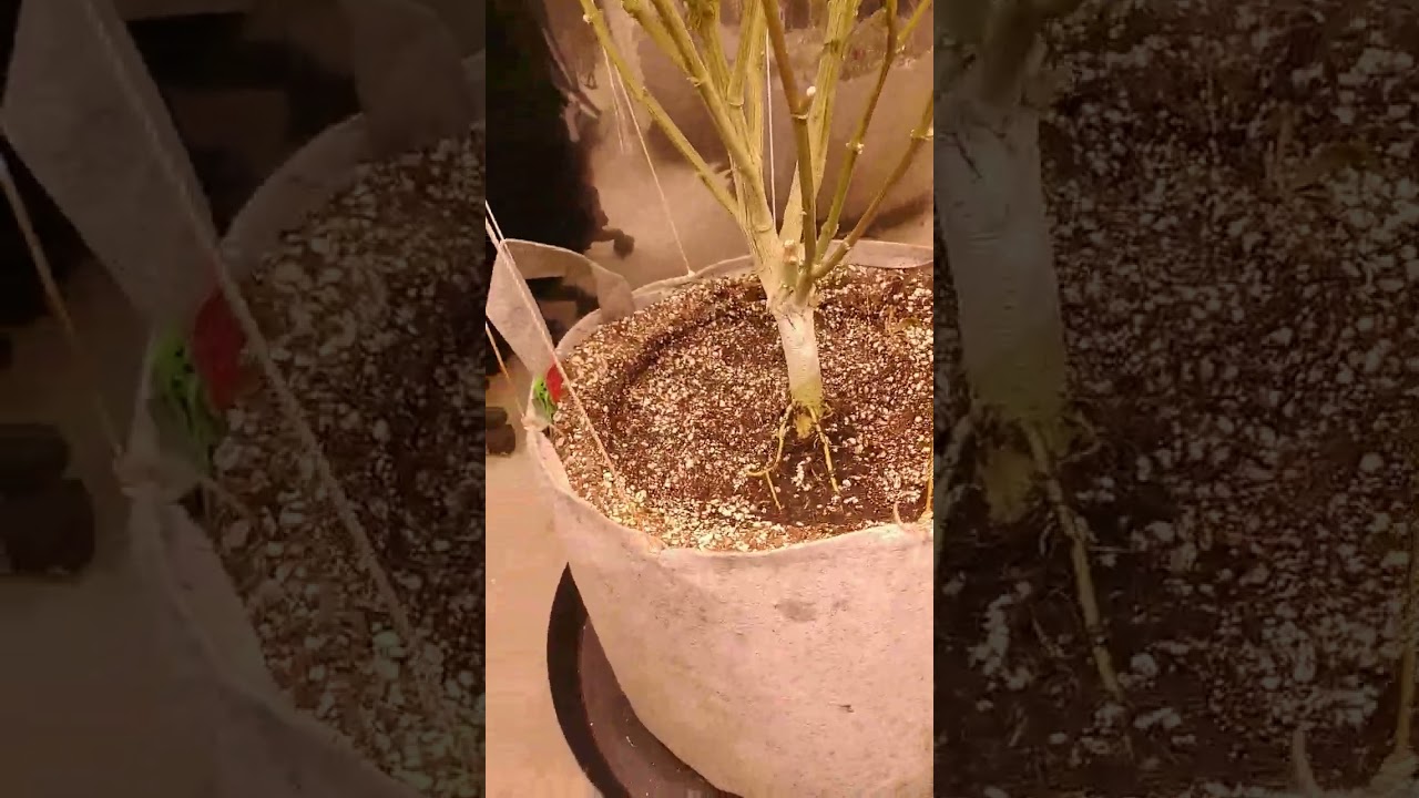 stop fabric pot seepage with a simple hack! 