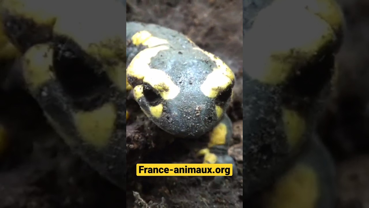 Salamandra salamandra (Linnaeus, 1758) - Salamandre tachetée  (La)-Présentation