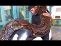 Terrifying Python Loves His Owner More Than Anything