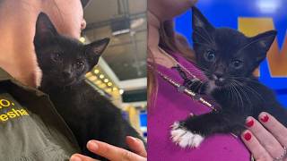 Adopt a Pet: Meet Thorn and Briar!