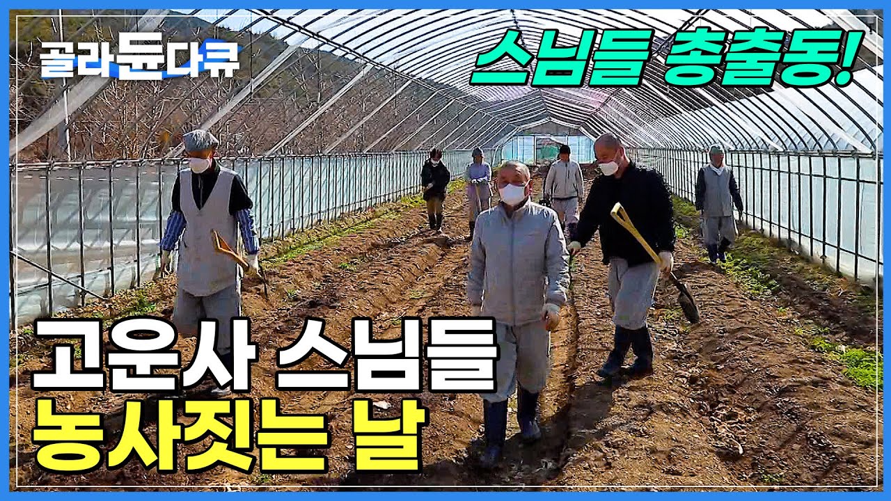 주지스님도 예외 없습니다! 모든 스님이 장비 챙기고 봄맞이 농사지으러 총출동! 농사지은 작물로 만든 새참까지 일하고 먹는 새참이 꿀맛이지요!│경북 의성 고운사│한국기행│#골라듄다큐