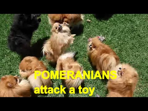 poms-attack-the-swing-toy---like-wolves-attack-their-prey.