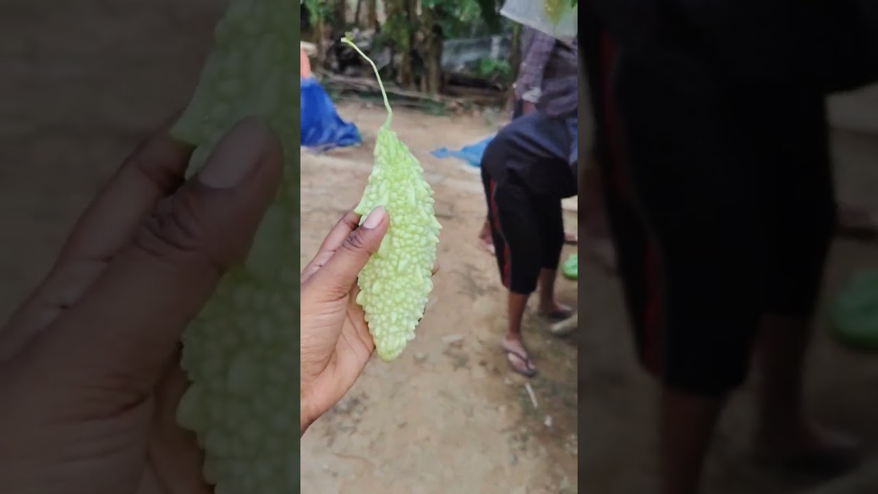 പാവയ്ക്ക തോട്ടത്തിലോട്ട് പോയാലോ #lifeisbutadream 