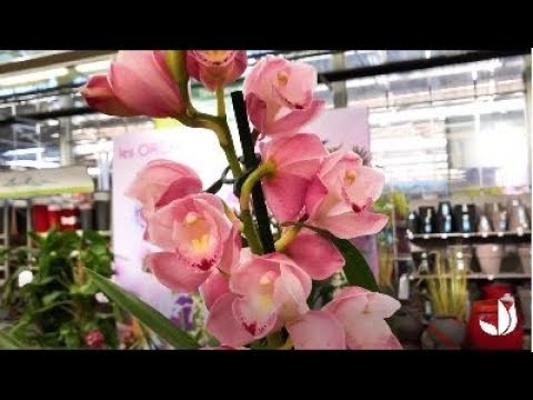 Vidéo: Les cymbidiums sont-ils des orchidées terrestres ?
