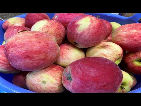 I always make this delicious treat when I have a lot of apples!