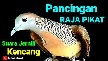 Suara Perkutut Lokal Gacor Paling Ampuh Untuk Pancingan Langsung Nyaut #perkututlokalgacor 