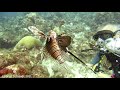 Lionfish hunts in Curaçao Caribbean