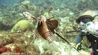 Lionfish hunts in Curaçao Caribbean