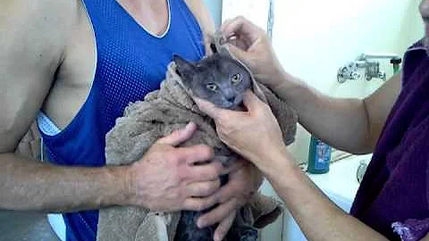 Video 10732111: russian blue cat, cat dry bath, little bath