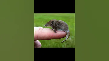 Крошечная бурозубка