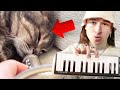 i turned a SNORING CAT into an EPIC BEAT