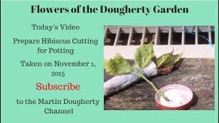 HI009 - Hibiscus - Hibiscus Rosa-Sinensis - Take Cuttings for Potting - November 1, 2010