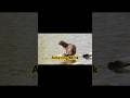 Amazing Facts About the Mink | The Clever River Hunter 🦦