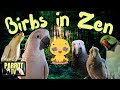 Birbs in Zen | Sleep Meditation Music for Birds | Parrot TV for Your Bird Room🌺