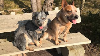 How to Groom an Australian Cattle Dog: A Guide to Their Unique Coat