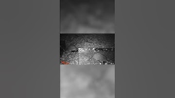 Raccoon Escapes & Steals My Bait #raccoon #predator #shorts