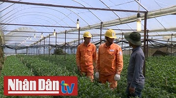 Ứng dụng chiếu sáng trong nông nghiệp - Nâng cao năng suất cây trồng