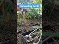 Harvesting garlic from my raised bed garden. #garlic #raisedbedgarden #garden