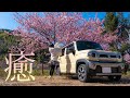 【車中泊女子】軽自動車で一人車中泊│河津桜と夜の静かな白浜と【新型ハスラー】