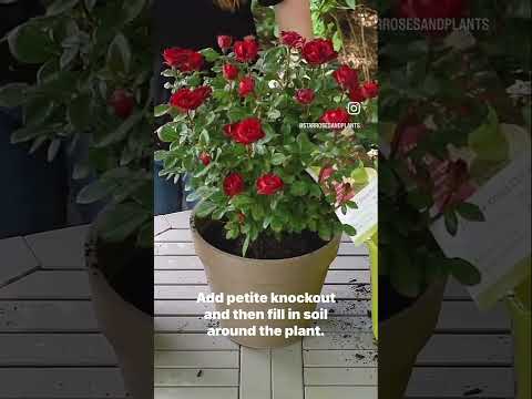 Video: Unde să plantezi trandafiri knock-out?