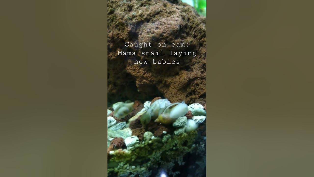 Caught on cam snail giving birth to live snail babies not eggs YouTube