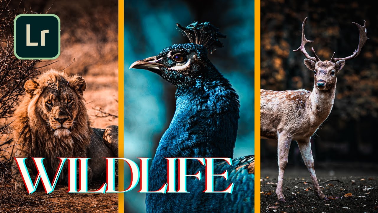How to edit WILDLIFE PRESET | Lightroom Mobile