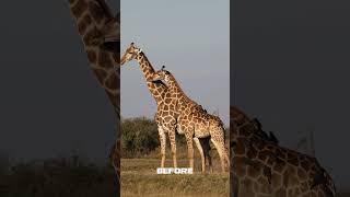 Before and After #6  #africa #wildlife #edit #lightroom #photoshop #animals #safari #adobe