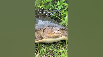 🐢 Mesmerizing Moments: Gentle Soft Shell Turtle Makes a Landfall to Lay Her Precious Eggs! #Shorts