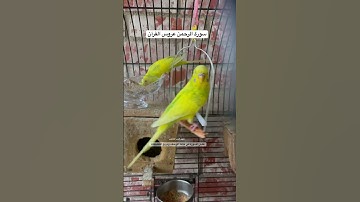 #سورة_الرحمن #قرآن #المصحف #محمد_الفقيه #اليمن #العراق #طيور #البادجي #quran #birds #budgies #texas
