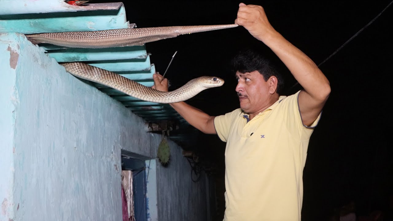 Cobra साँप का ऐसा खतरनाक हमला शायद ही कभी देखा होगा! First time Dangerous attack caught on camera.