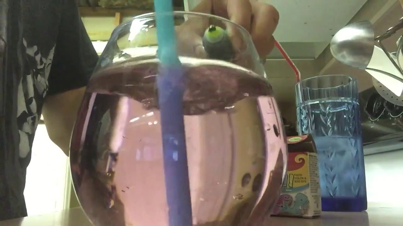Two Things That You Can Do With Food Coloring YouTube two-things-that-you-can-do-with-food-coloring-youtube