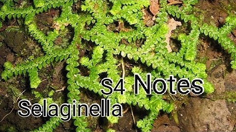 | Selaginella - Notes : Reproduction & Life cycle | S4 |