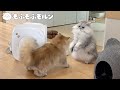 微笑ましい猫バトルをご覧ください 【サイベリアン】