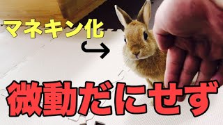 マネキンチャレンジした世界初のうさぎ #448
