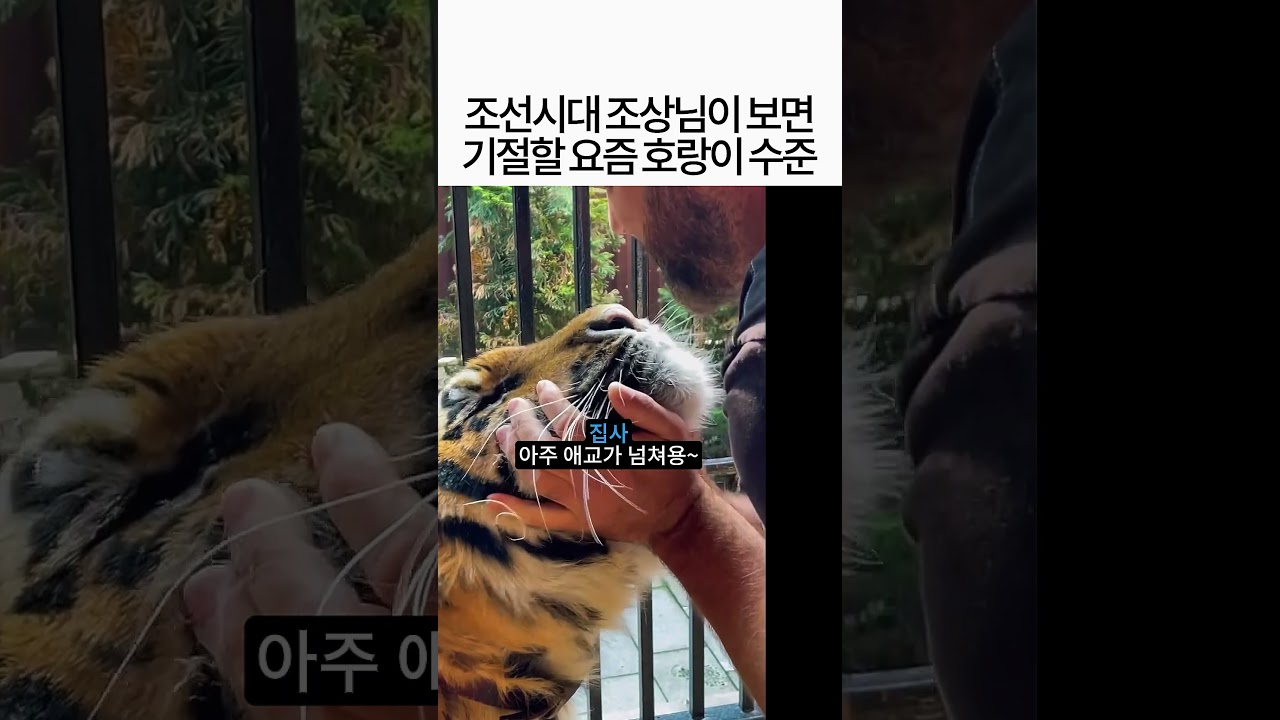 조선시대 조상님들이 요즘 호랑이보면 기절하는 이유