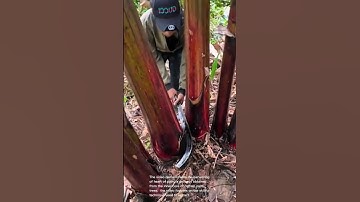 Harvesting heart of palm: a skillful demonstration